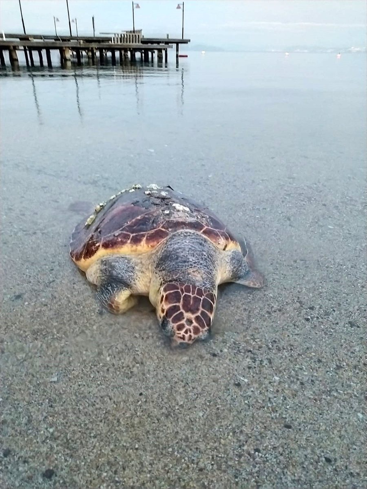 Muğla\'da ölü caretta caretta sahile vurdu