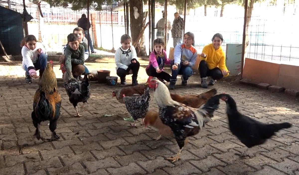 Okula kurulan kümesle öğrencilere hayvan sevgisi aşılanıyor