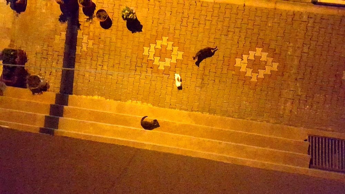 Sokak kedilerinin oyuncak kediyle imtihanı