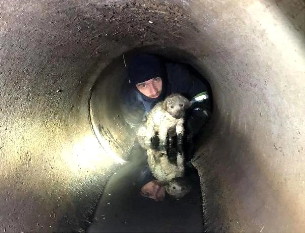 Su kanalına giren yavru köpek kurtarıldı