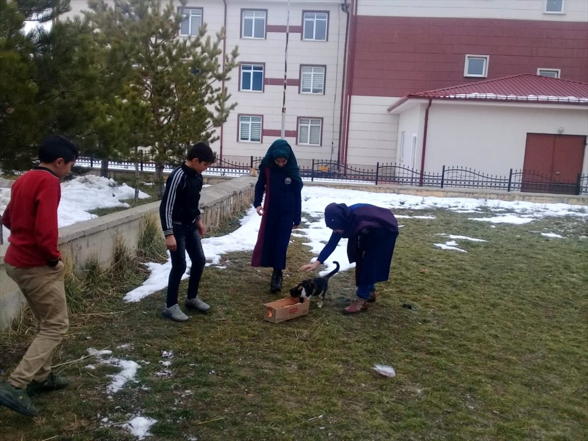 Ulaş\'ta öğrenciler artan yemeklerini sokak hayvanlarıyla paylaşıyor