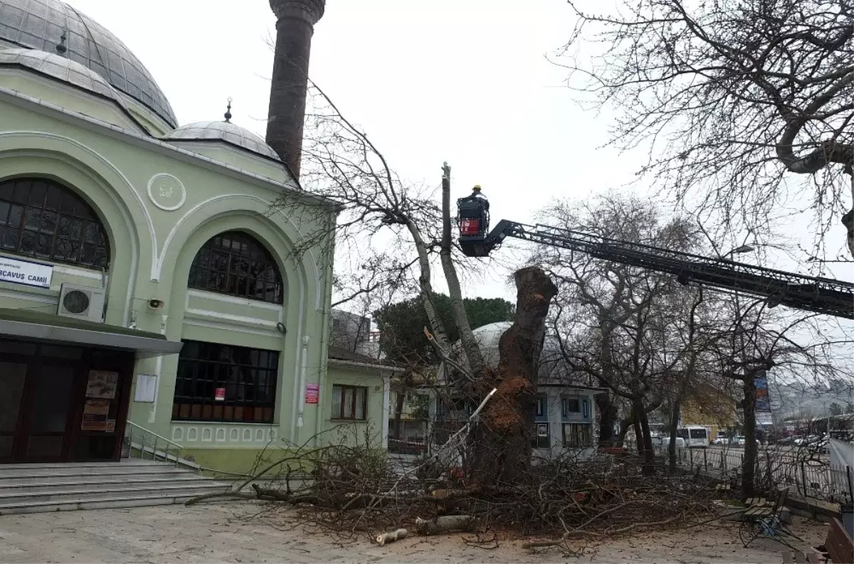 Asırlık kavak ağacı çürümeye yenik düştü