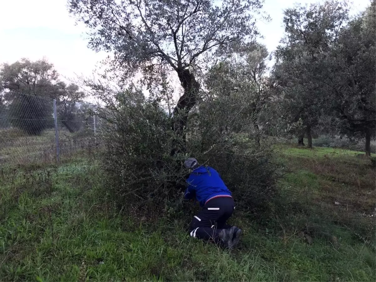 Bodrum Belediyesi kendi yağında kavruluyor