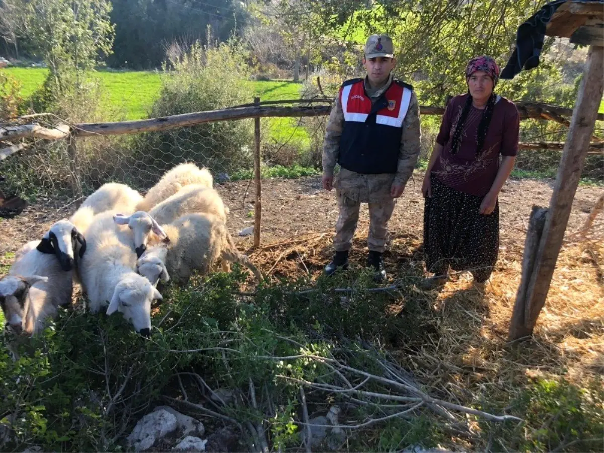 Jandarma çalınan koyunları bulup sahibine teslim etti