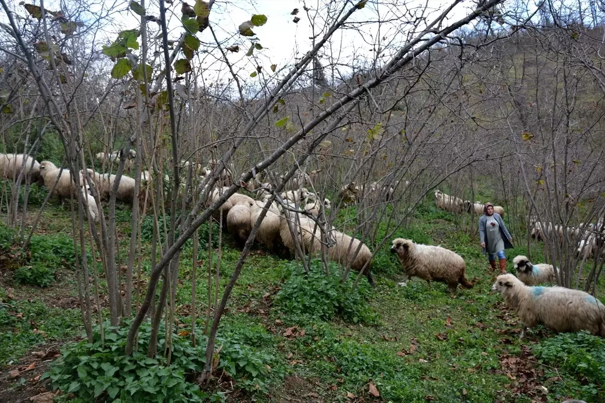 Ordulu ev hanımının yüzü "Genç Çiftçi Projesi" ile güldü