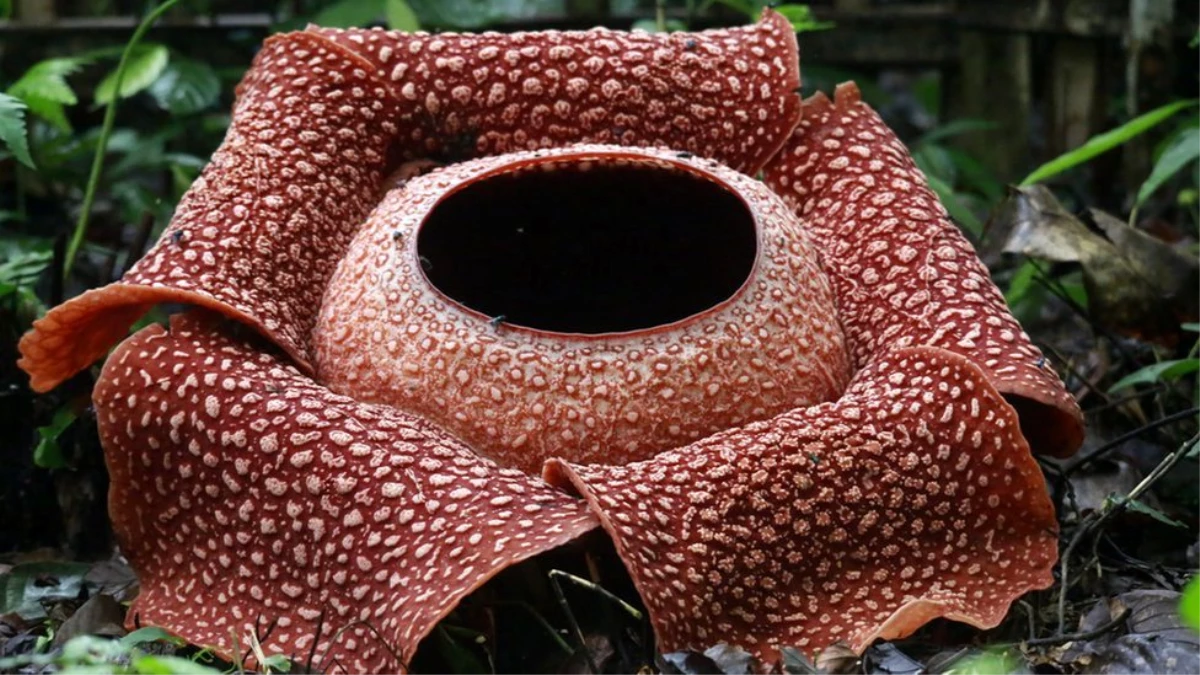 Rafflesia: Dünyanın en büyük çiçeği Endonezya\'nın Sumatra Adası\'nda bulundu