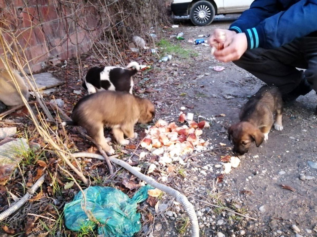 Sakarya\'da yavru köpekler çuvala koyularak ölüme terk edildi