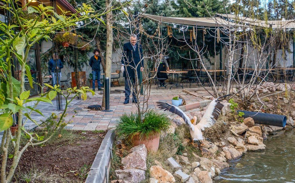 Yaralı ak pelikana Karacabey kucak açtı