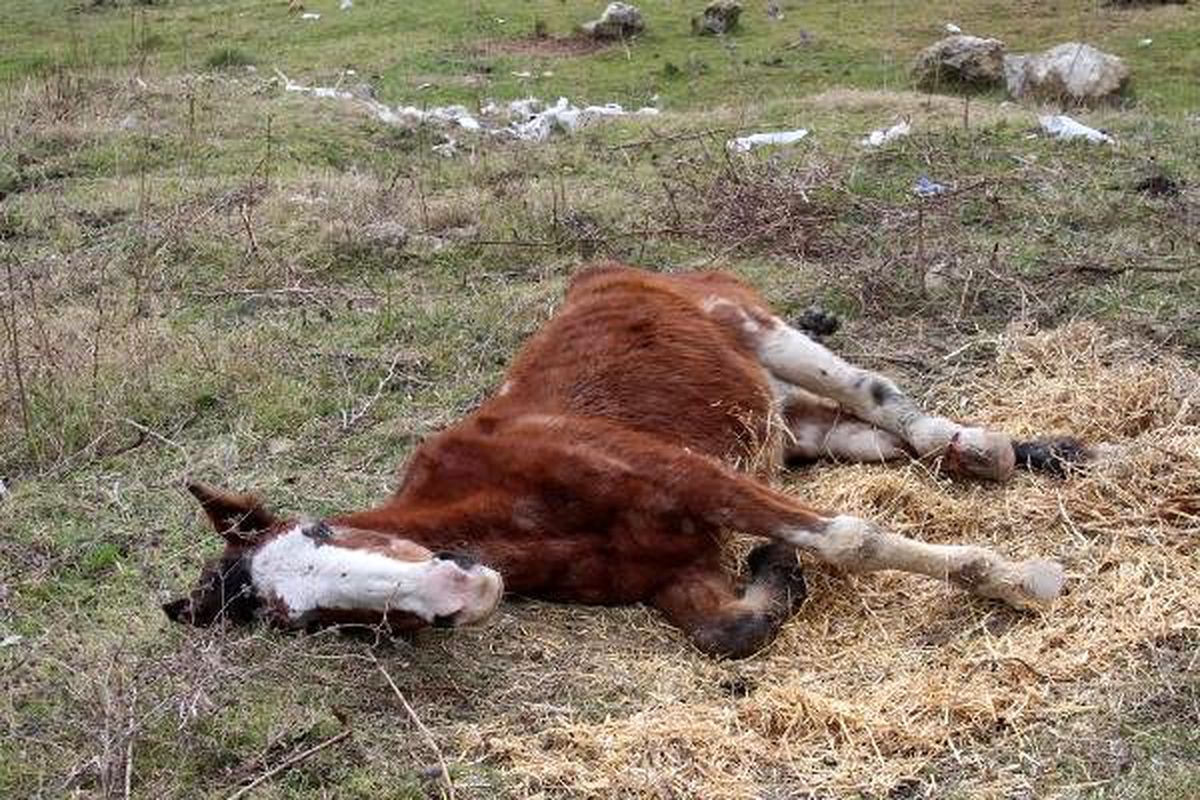 Arnavutköy\'de sahipsiz yaralı atlara kadınlar sahip çıkıyor