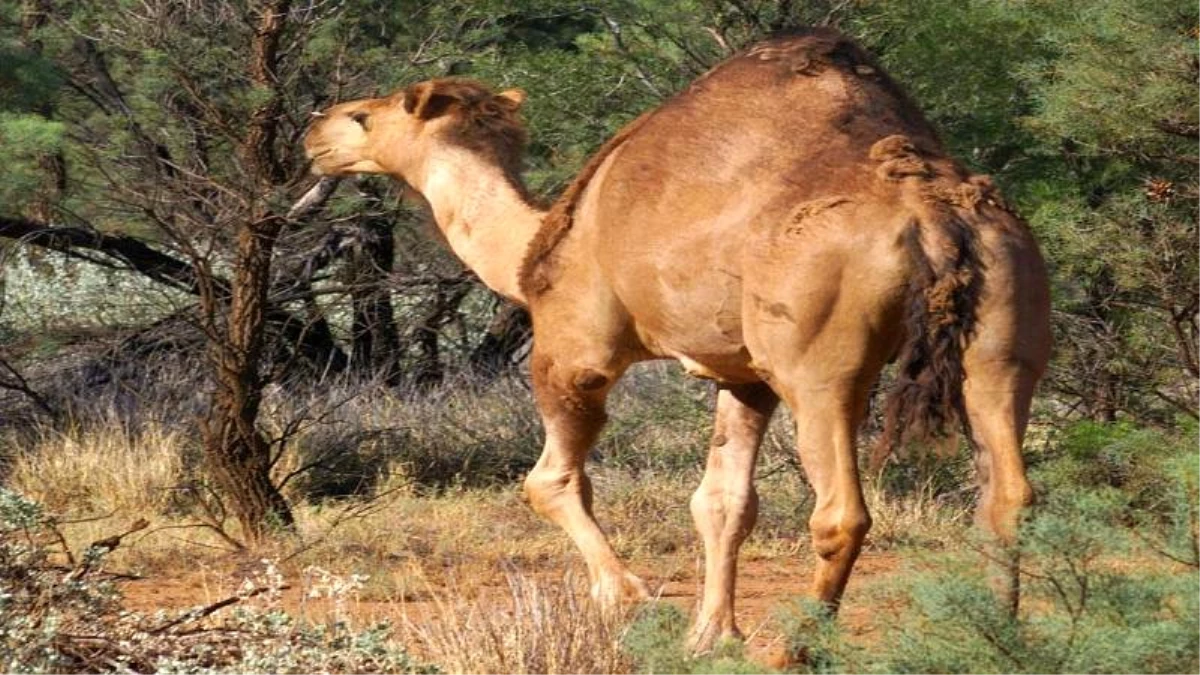 Avustralya\'daki Aborjin yerel idaresinden develeri toplu öldüren görevlilere teşekkür mesajı