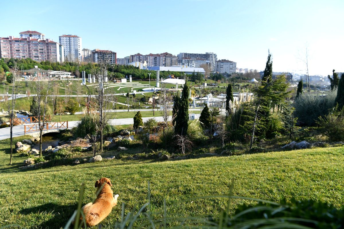 Beylikdüzü Belediyesi Mama Evleri projesini hayata geçirdi