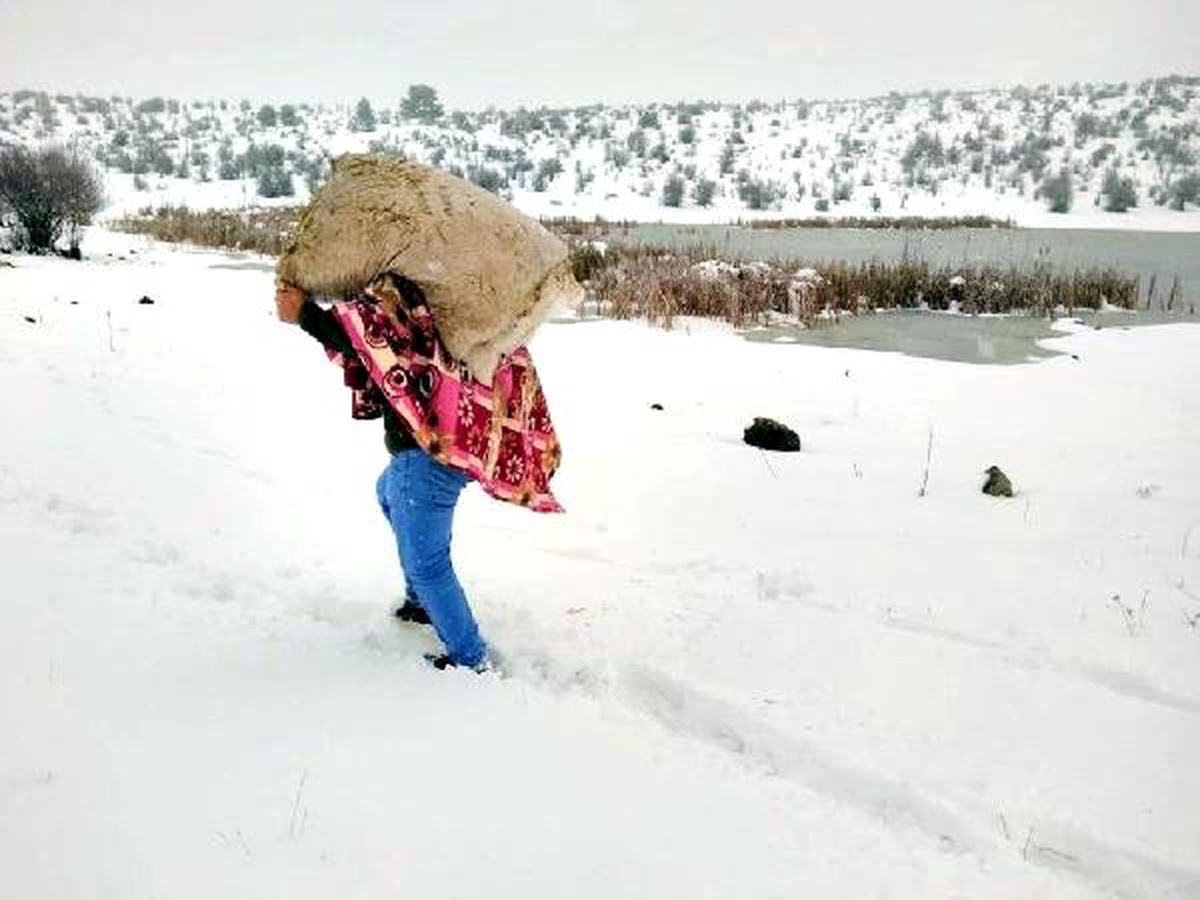 Bolu\'da yaban hayvanlarına yem bırakıldı