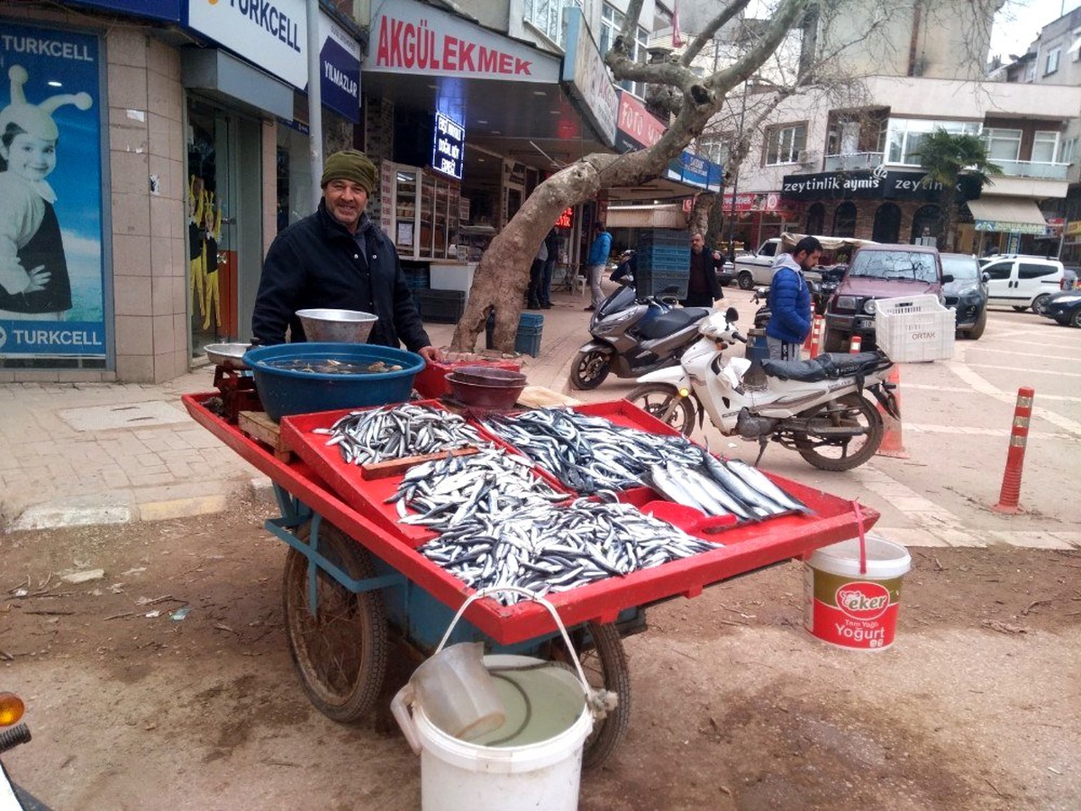 Hamsi bollaştı, tezgahlarda fiyatlar düştü