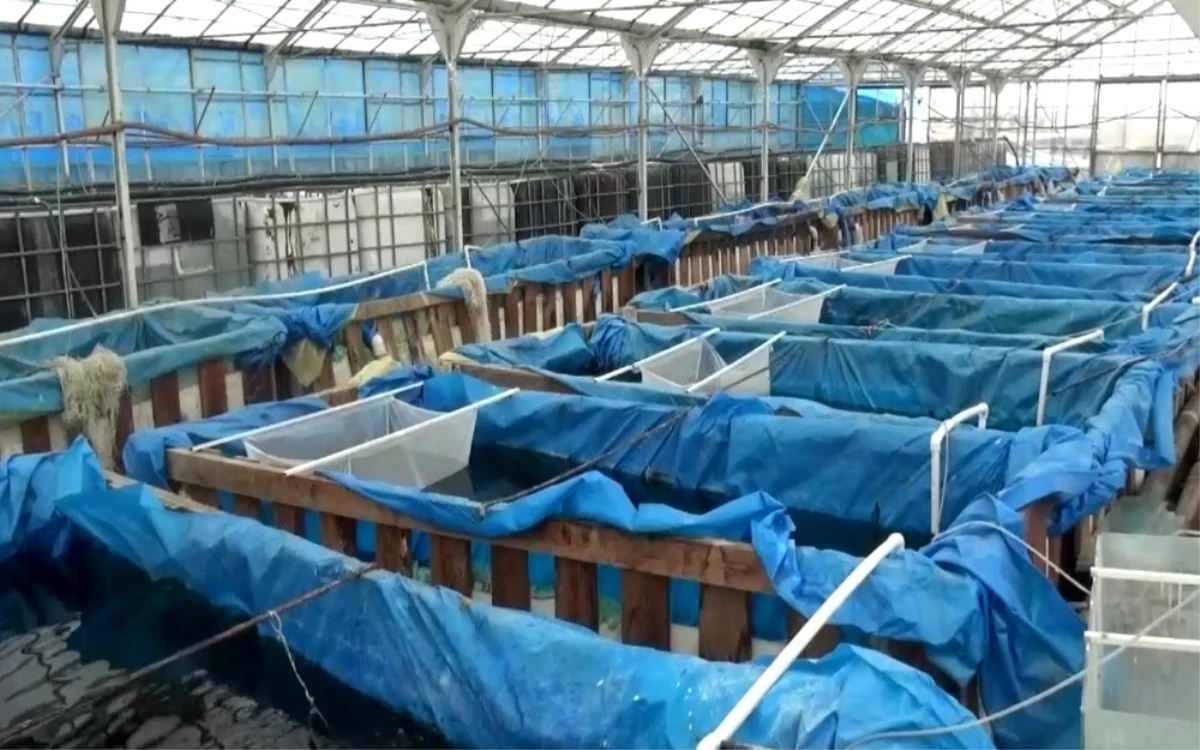 Harabe sera akvaryum balığı üretim tesisi oldu