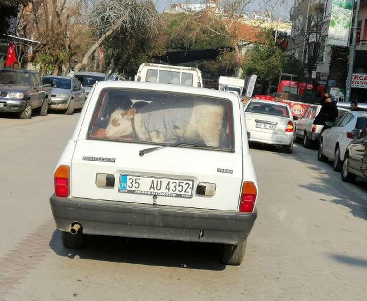 Hasta buzağıyı otomobille veterinere götürdü