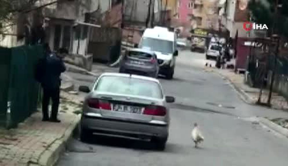 Horozun kendisine taş atan postacıdan intikam aldığı anlar kamerada