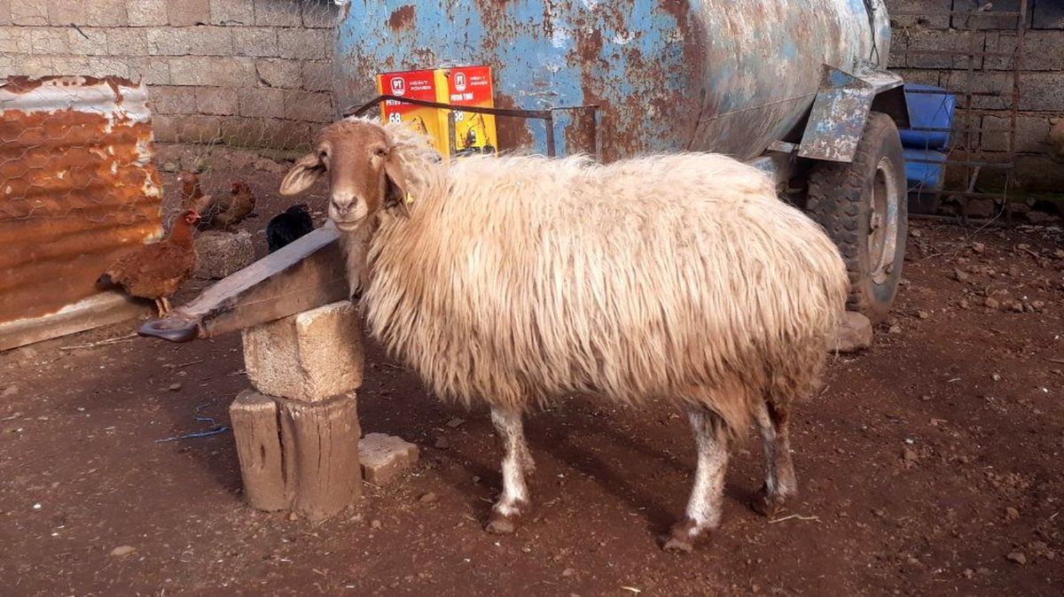 İslahiye\'deki hırsızlıkların failleri yakalandı