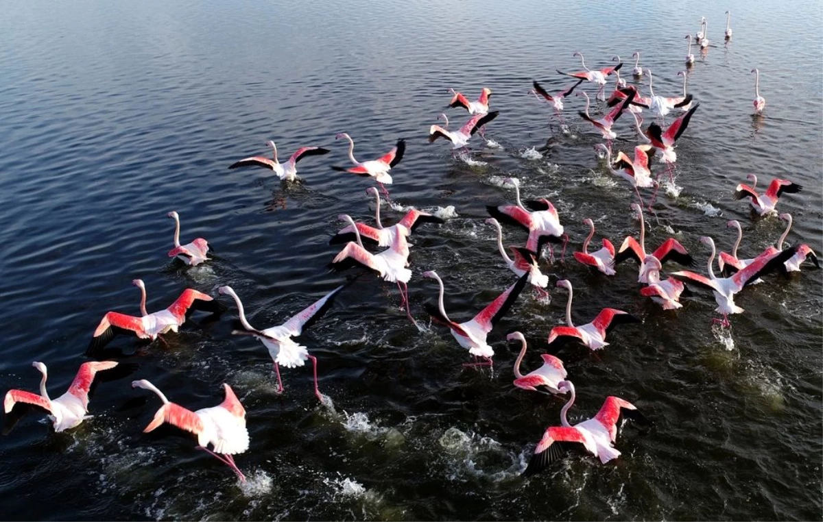Kış mevsimi ılıman geçince flamingolar göç etmedi