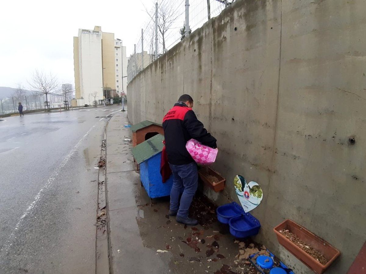 Maltepe\'de 2019\'da 15 bin sokak hayvanı tedavi edildi