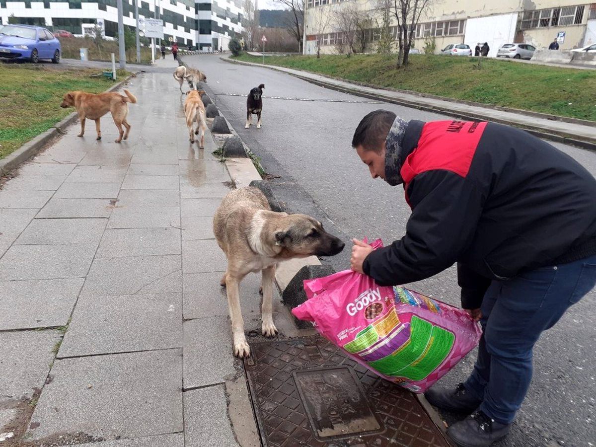 Maltepe\'deki can dostlara bin 500 kilogram mama