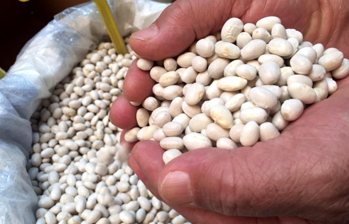 Mercimekte fiyat düşüyor, \'kuru’da artıyor