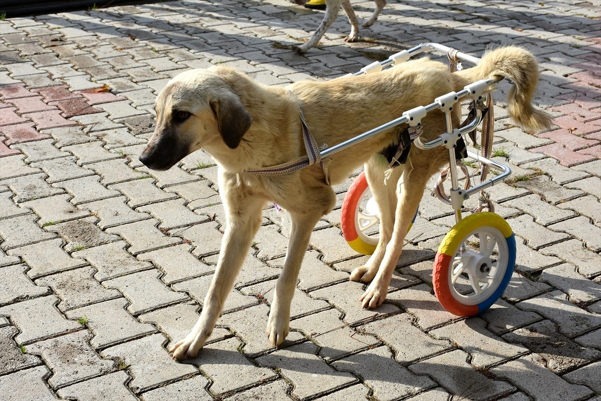Mersin\'de sakat kedi ve köpek yürüteçle hayata tutundu