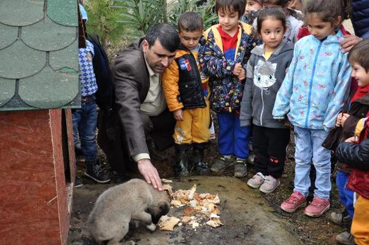 Minik öğrenciler, \'Pamuk\'a okul bahçesinde bakıyor