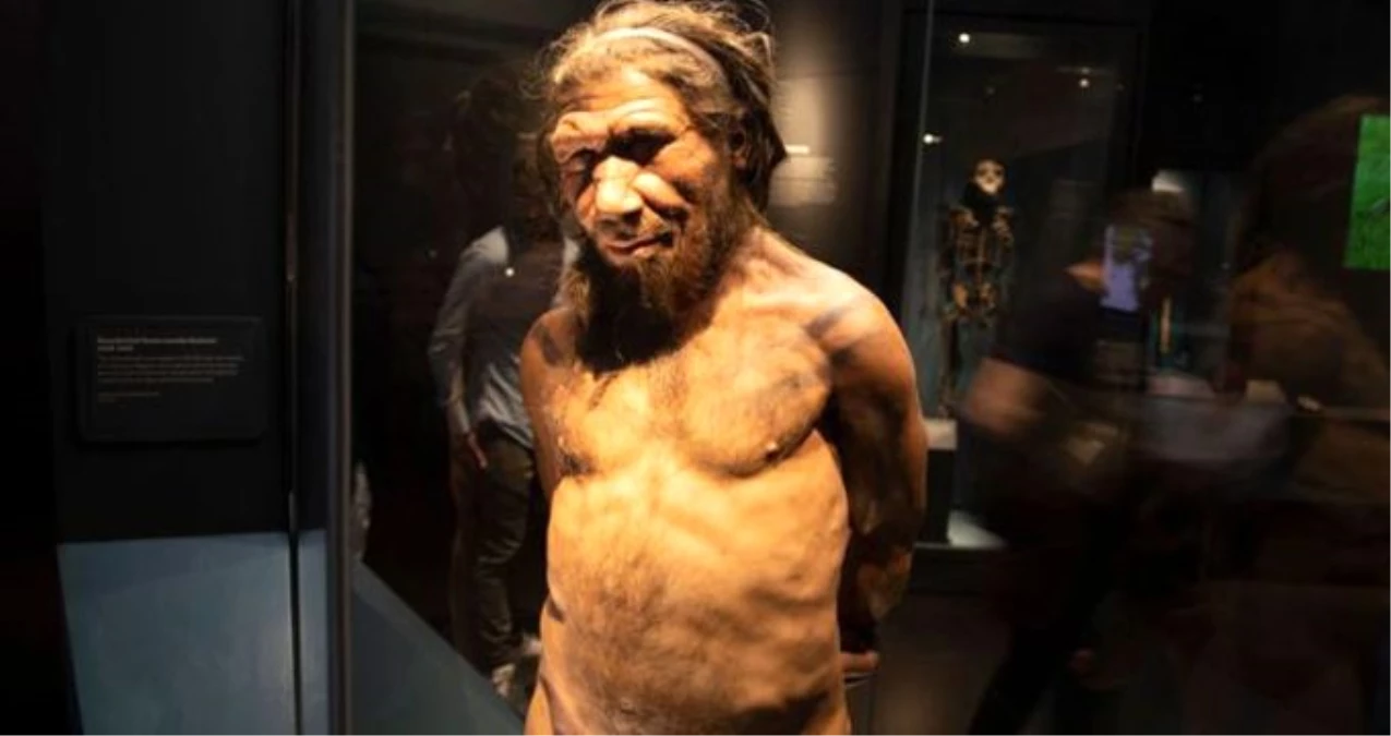 Son bulgular, Neandertaller ile kendi türümüz Homosapiens arasındaki farkı ortadan kaldırdı