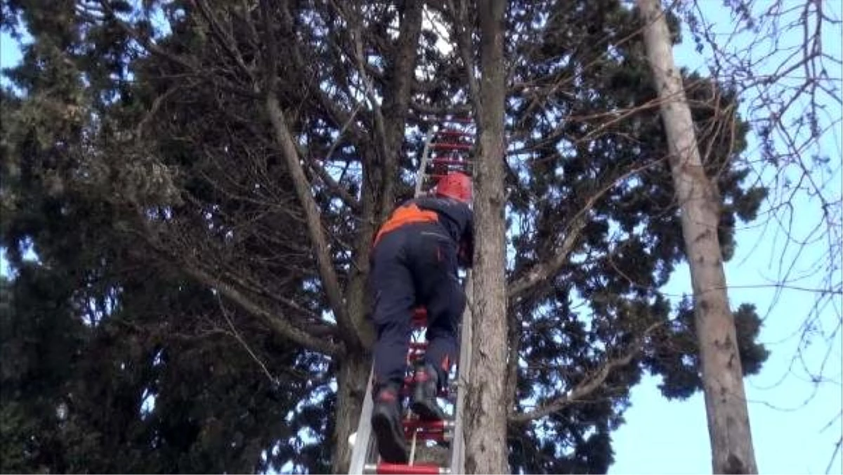 Silivri\'de ağaçta asılı kalan kuşu itfaiye kurtardı