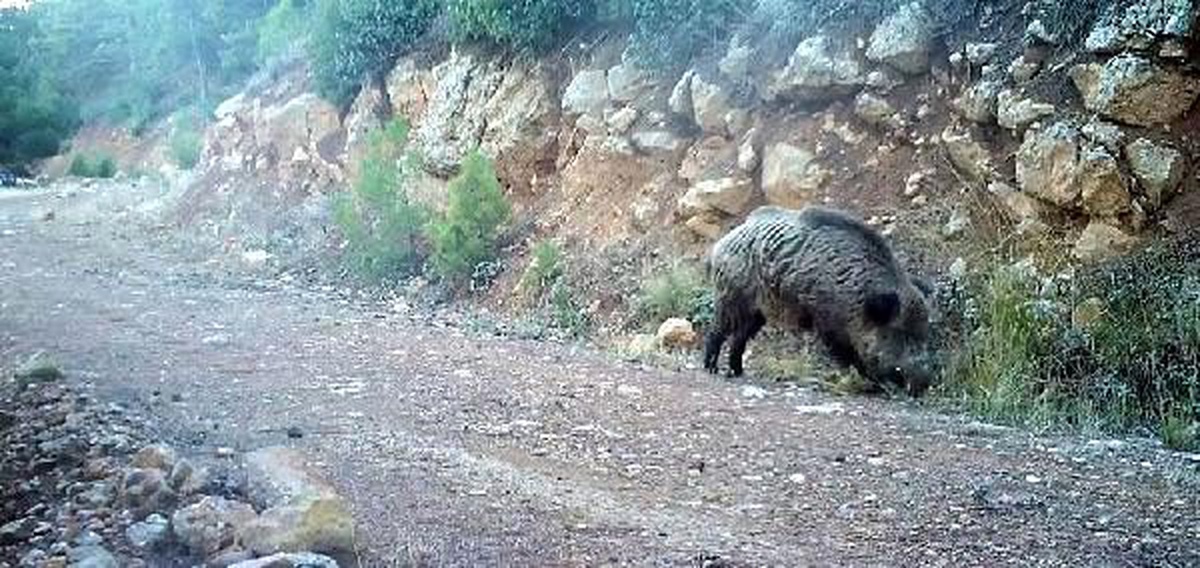 Yaban hayvanları fotokapanda
