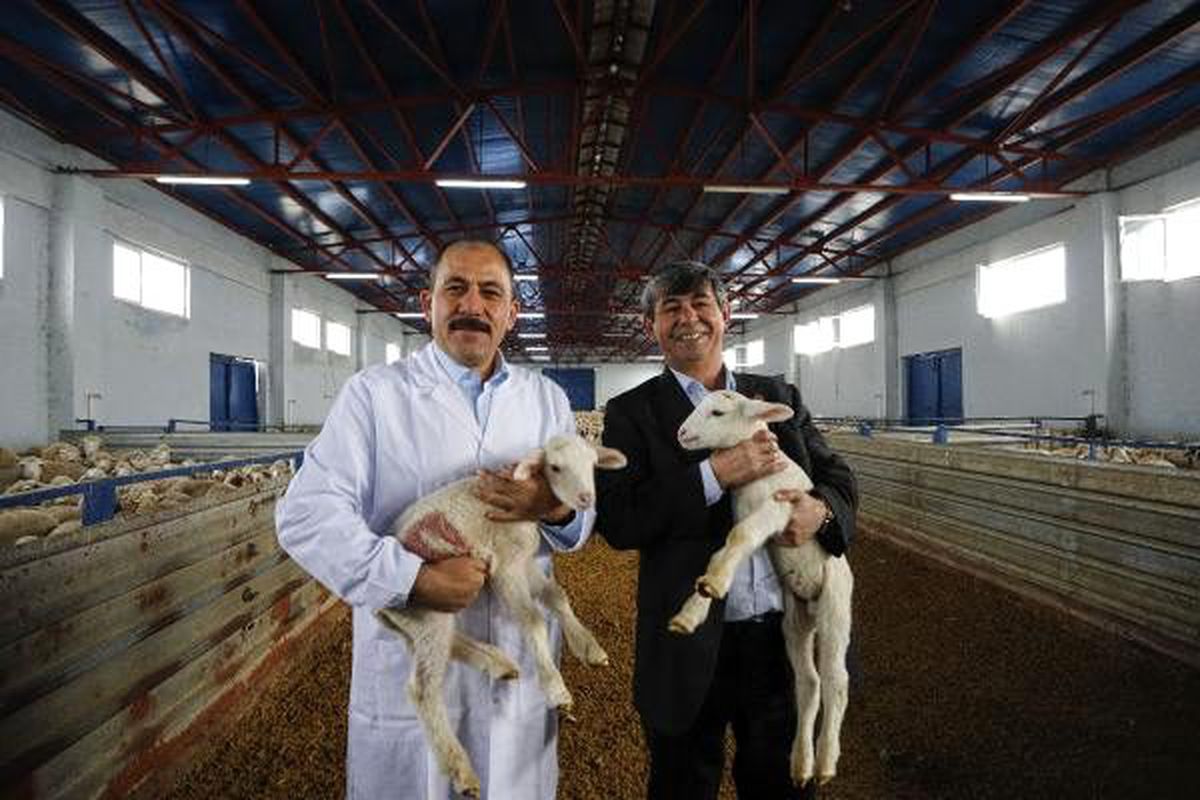 150 bin hayvanın soy kütüğü oluşturulacak