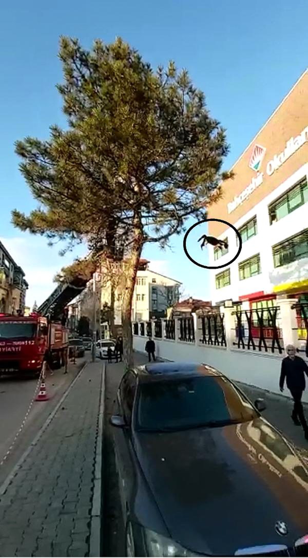 Ağaçtaki kedi, yürüyen çocuğun üzerine atladı