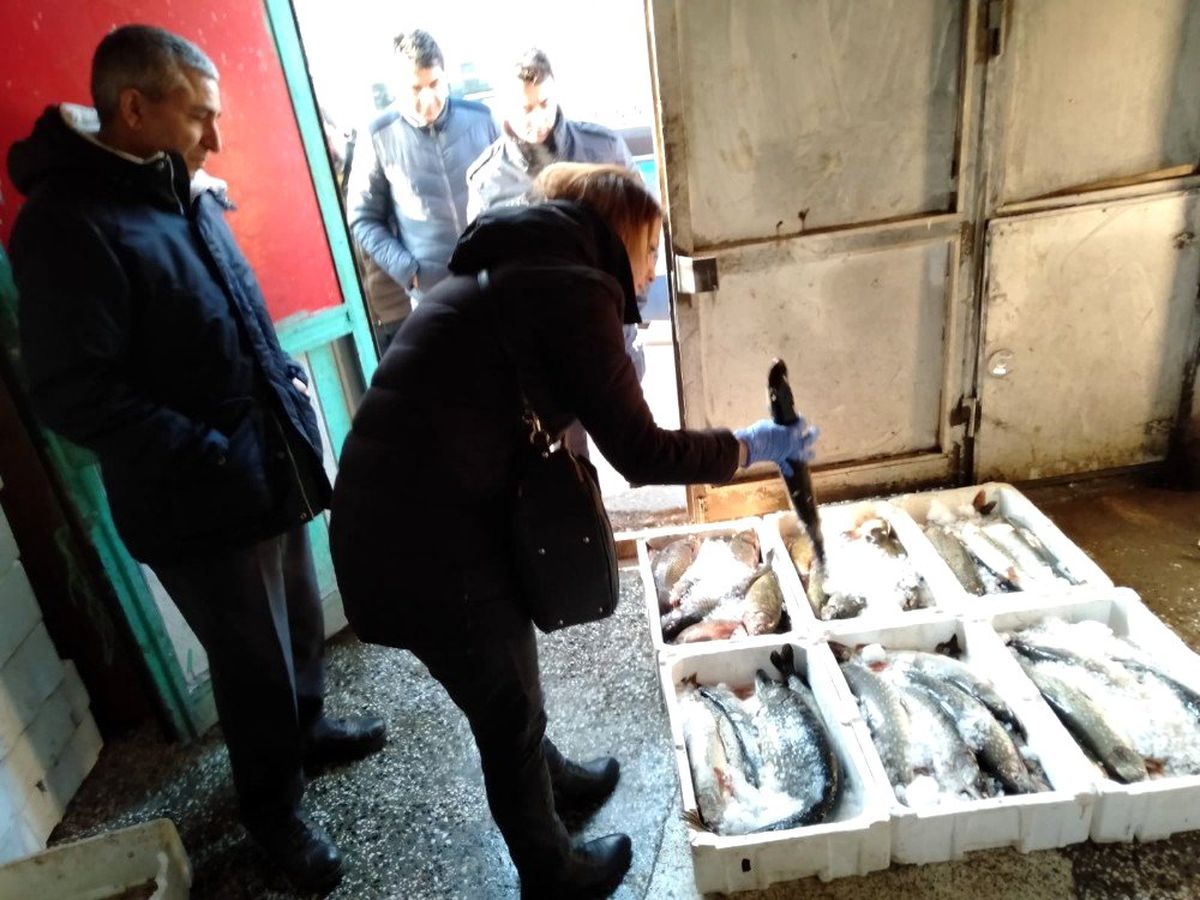 Altındağ\'da balık depolarında denetim