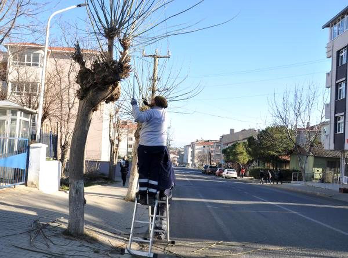 Budanan ağaç dalları, yakacak oldu