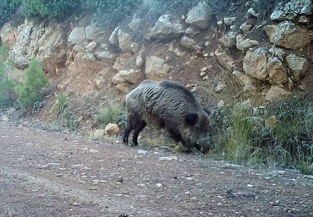 Burdur\'da yaban hayvanları dört mevsim fotokapanla görüntülendi