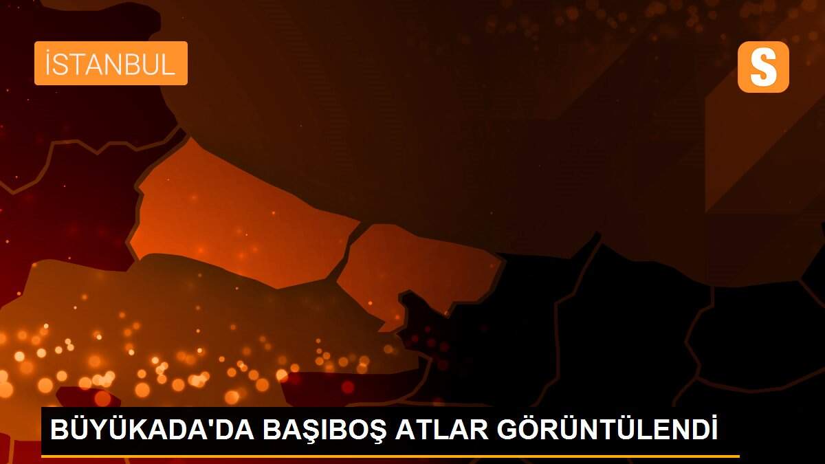 BÜYÜKADA\'DA BAŞIBOŞ ATLAR GÖRÜNTÜLENDİ