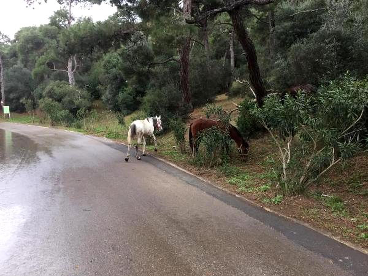 Büyükada\'da başıboş atlar görüntülendi