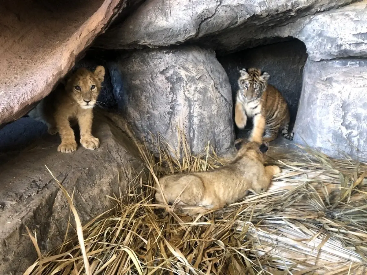 Çocuklar, sömestr tatilinde aslan ve kaplan yavrularını sevme fırsatı bulacaklar