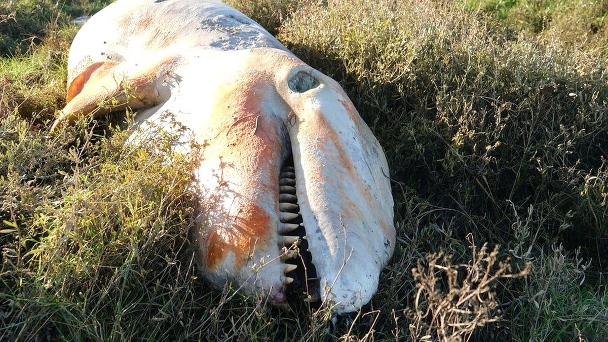 İngiltere kıyılarına vuran katil balinanın midesinden plastik atık çıktı