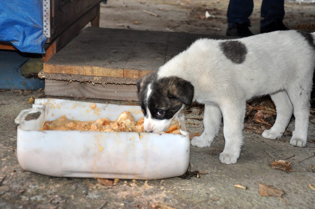 Öğretmen ve Öğrencilerden Köpek Yavrularına Şefkat