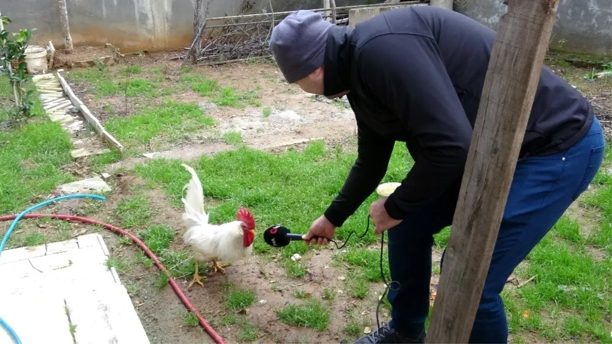 Postacıya saldıran horozun sahibi konuştu