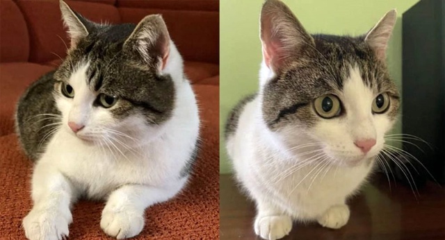 Rusya'da 'doğaüstü güçleri olan' bir kedi 320 bin dolara satışa çıkarıldı