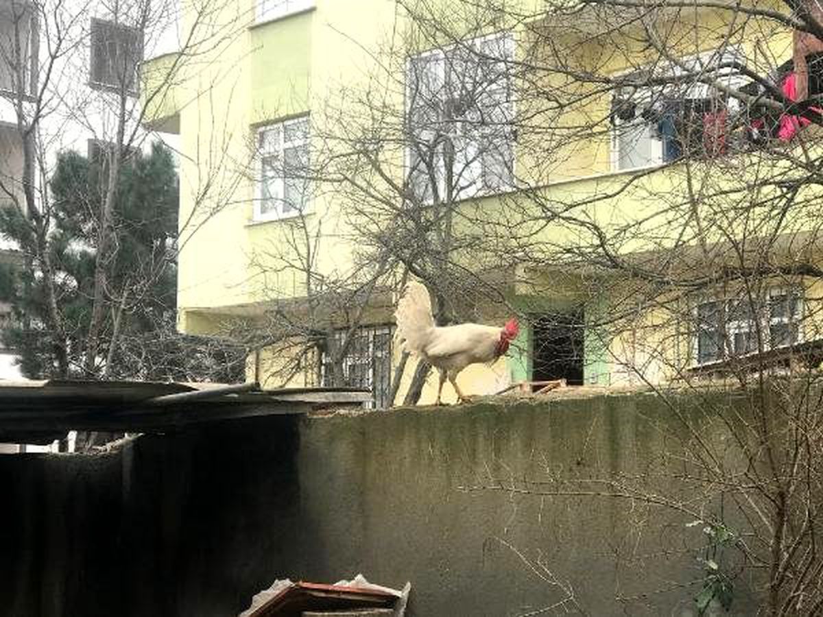 Sultanbeyli\'de postacıyı kovalayan "Horoz Hüsnü" ilgi odağı oldu