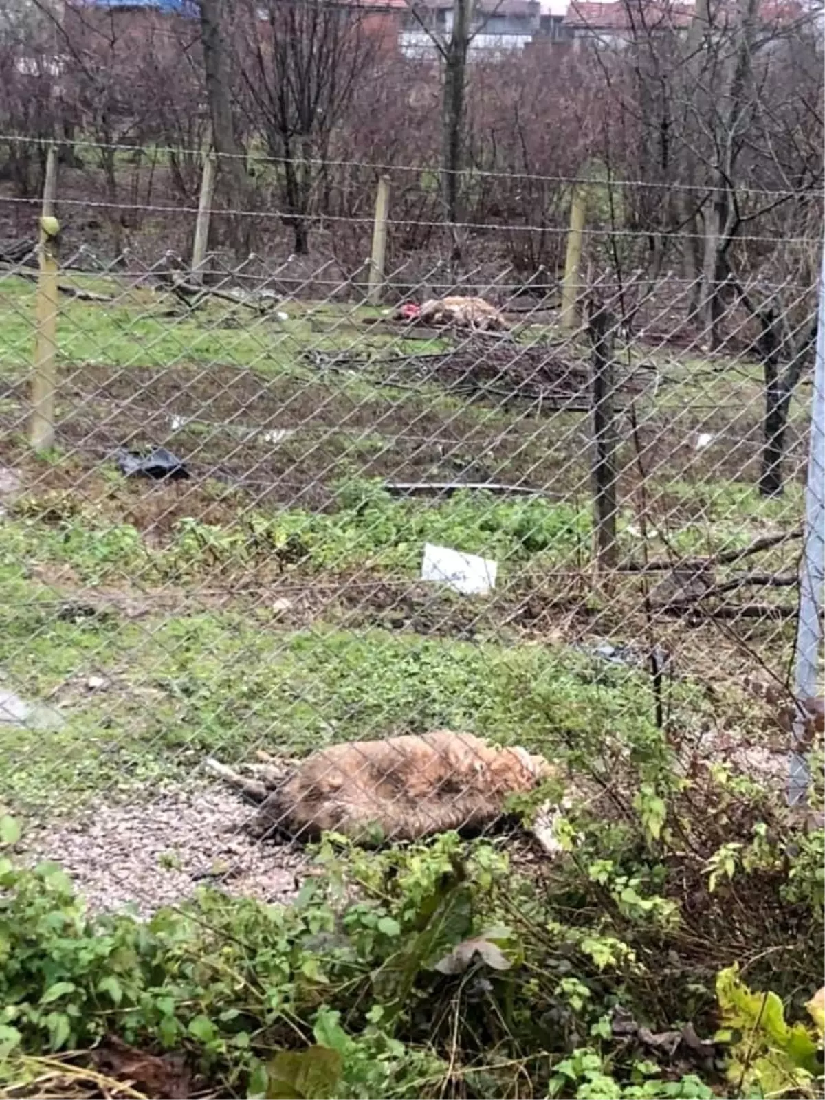 Aç kalan köpeklerin saldırdığı 3 koyun telef oldu