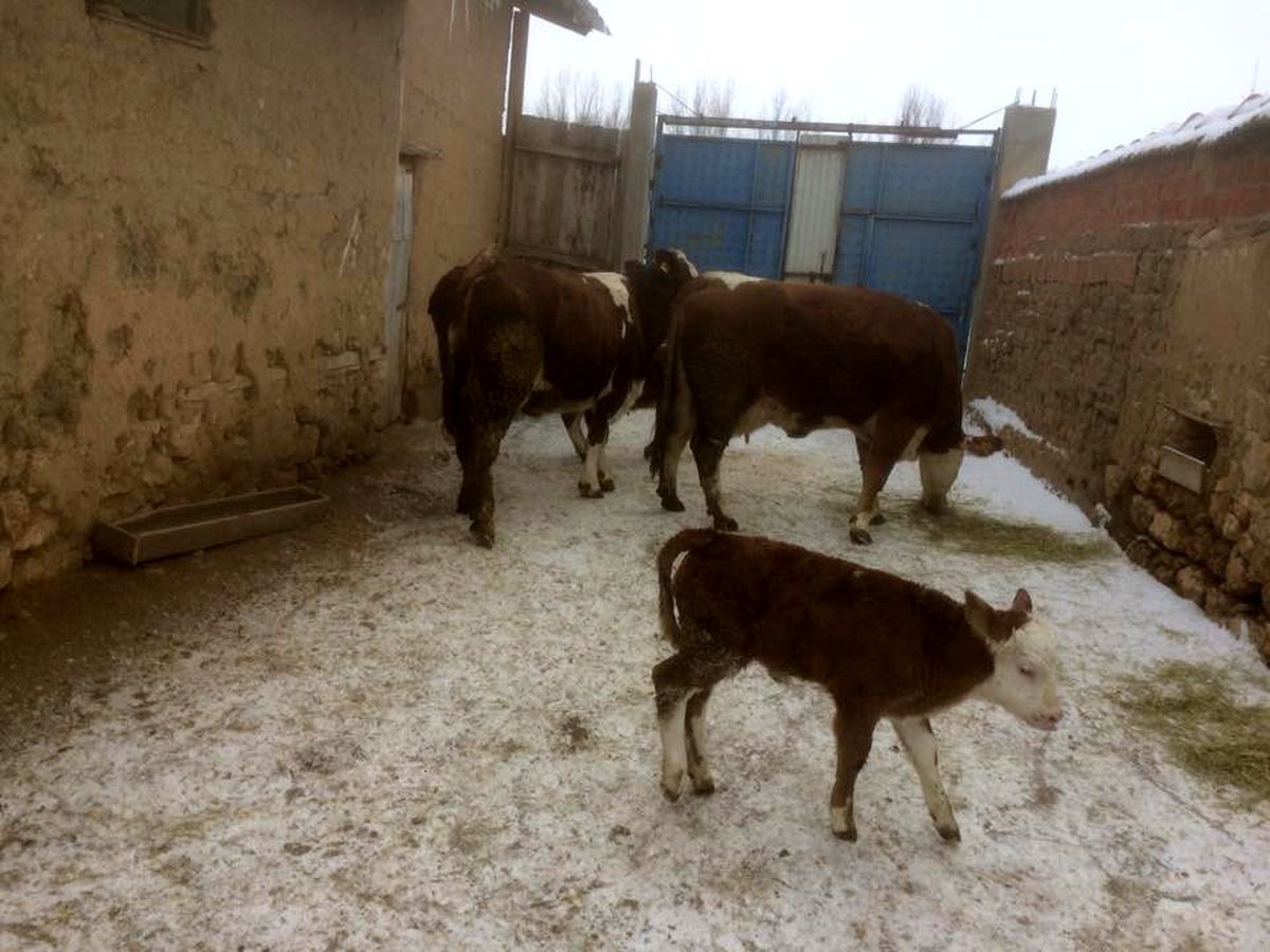 Aslanapa\'da 1 yılda yaklaşık 20 bin litre süt üretiliyor