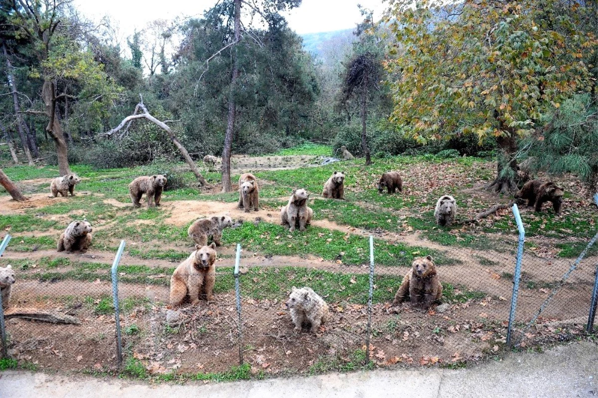 Ayıları kış uykusu tutmadı