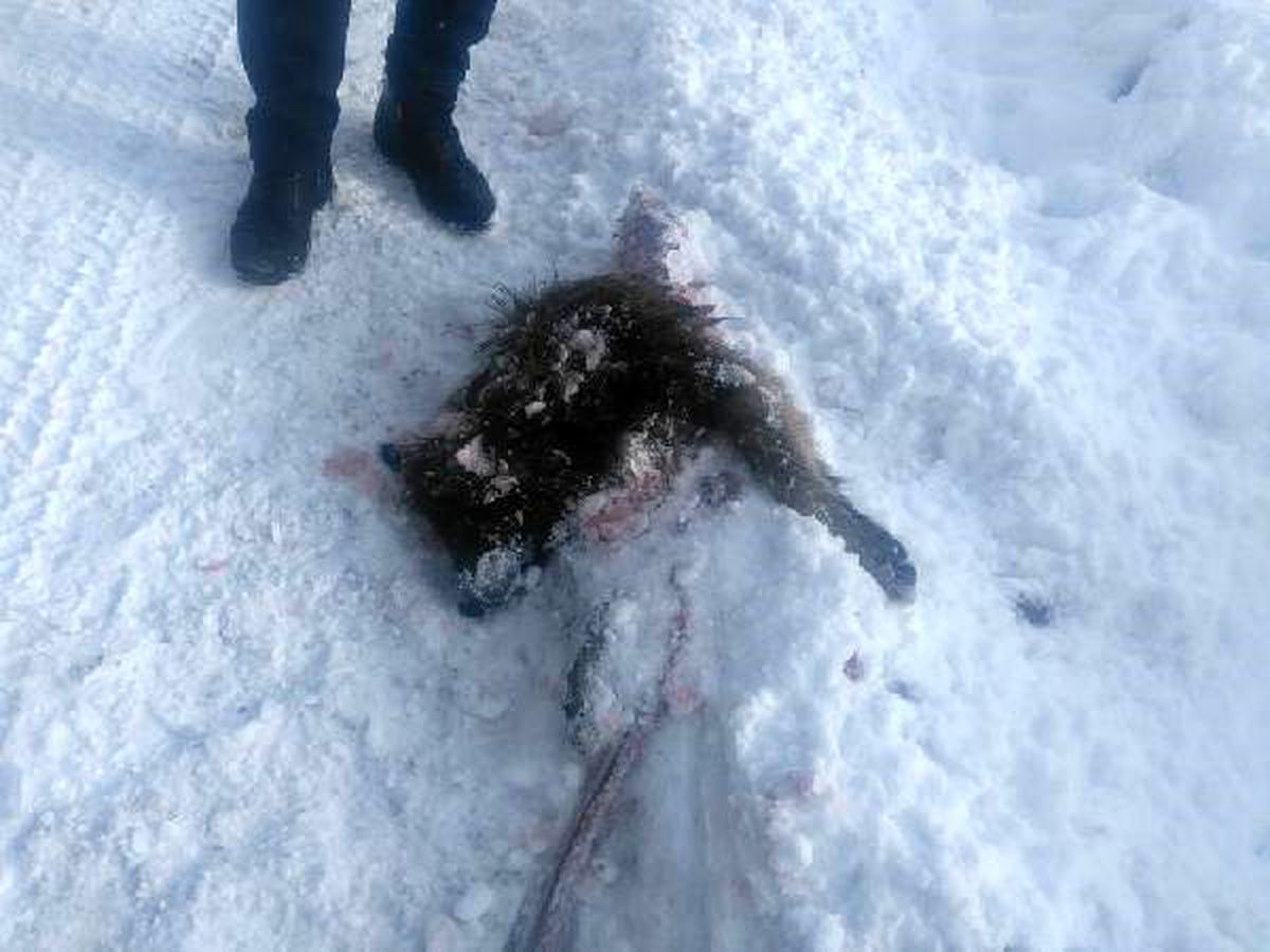 Başkale\'de aç kurtlar sokak köpeğini parçaladı