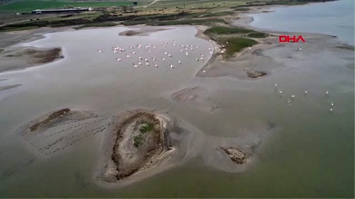 Flamingolar gala gölüne gelmeye başladı