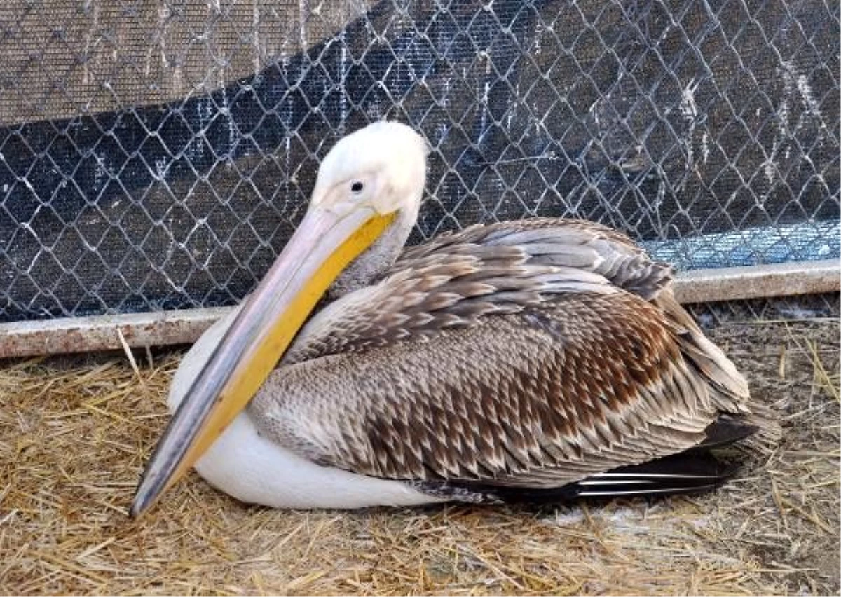 Göç yorgunu pelikan bakıma alındı