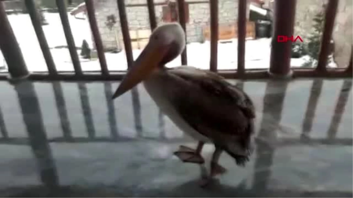 Göç yorgunu pelikan korumaya alındı